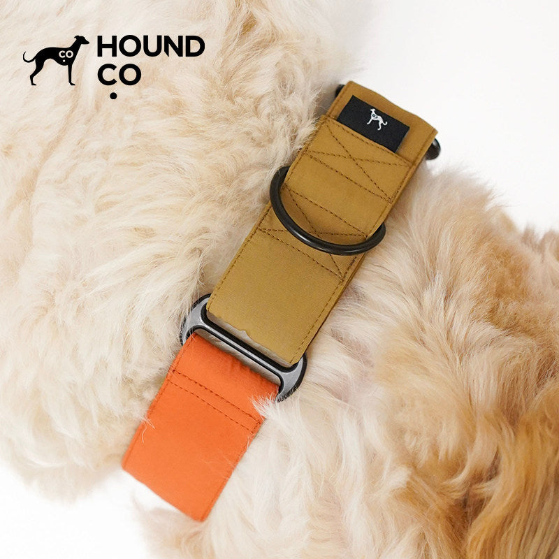 Easy-Wear | Two-Tone Martingale Dog Collar