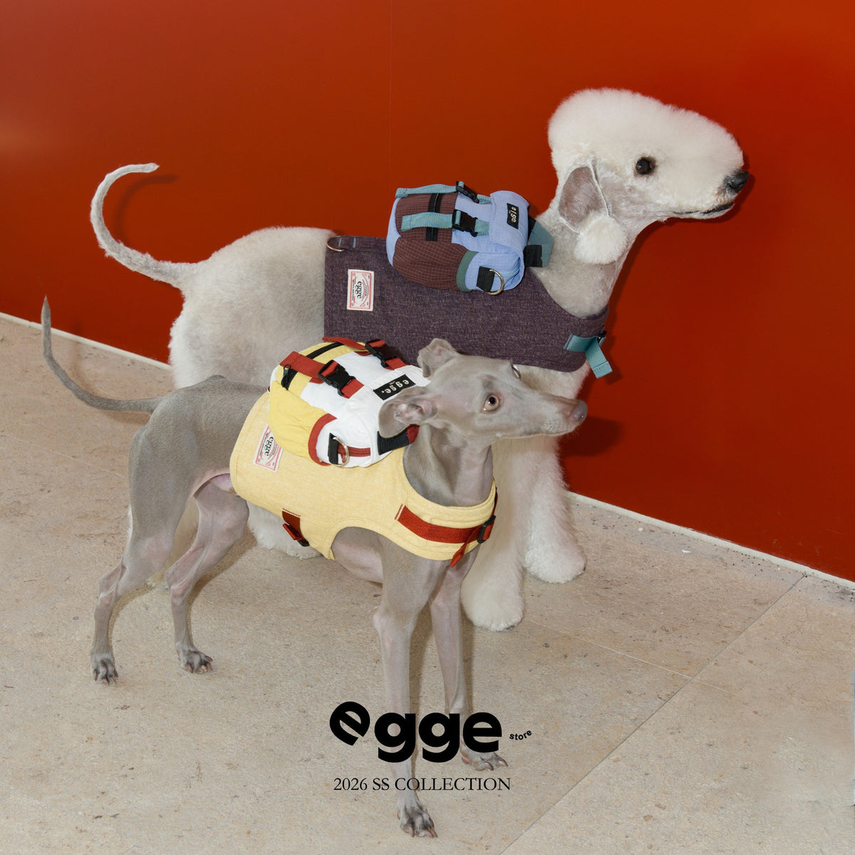 Little Trekker | Color-Block Dog Backpack
