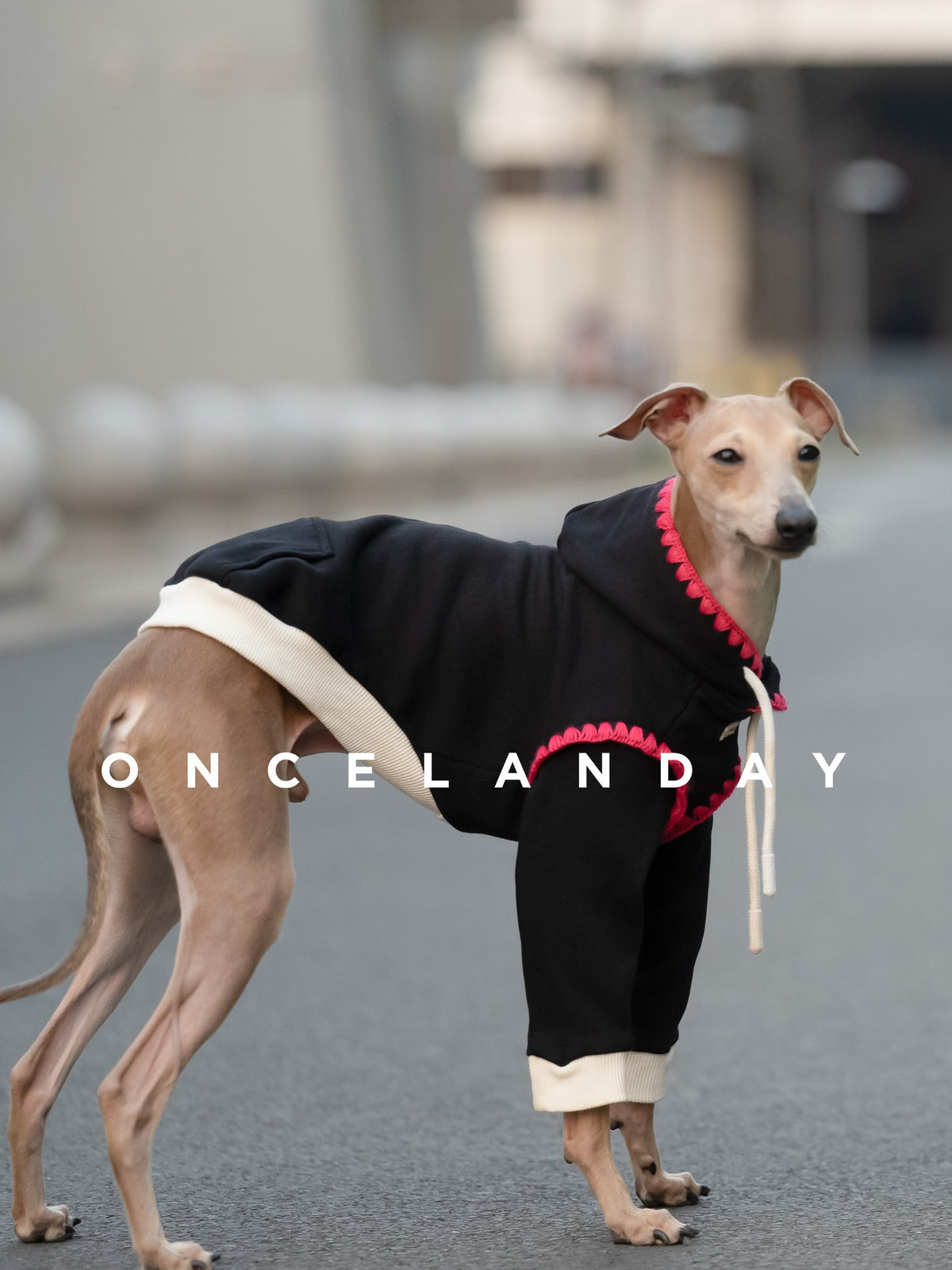 Shell Story | Cozy Color-Block Dog Sweatshirt
