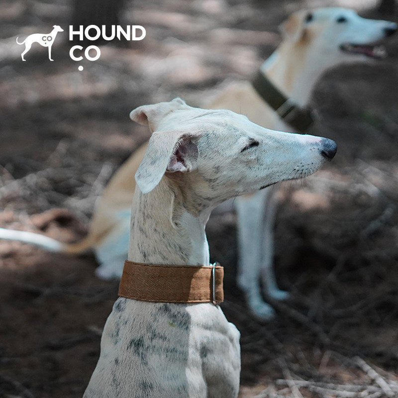 Pinewood | Brown Martingale Dog Collar