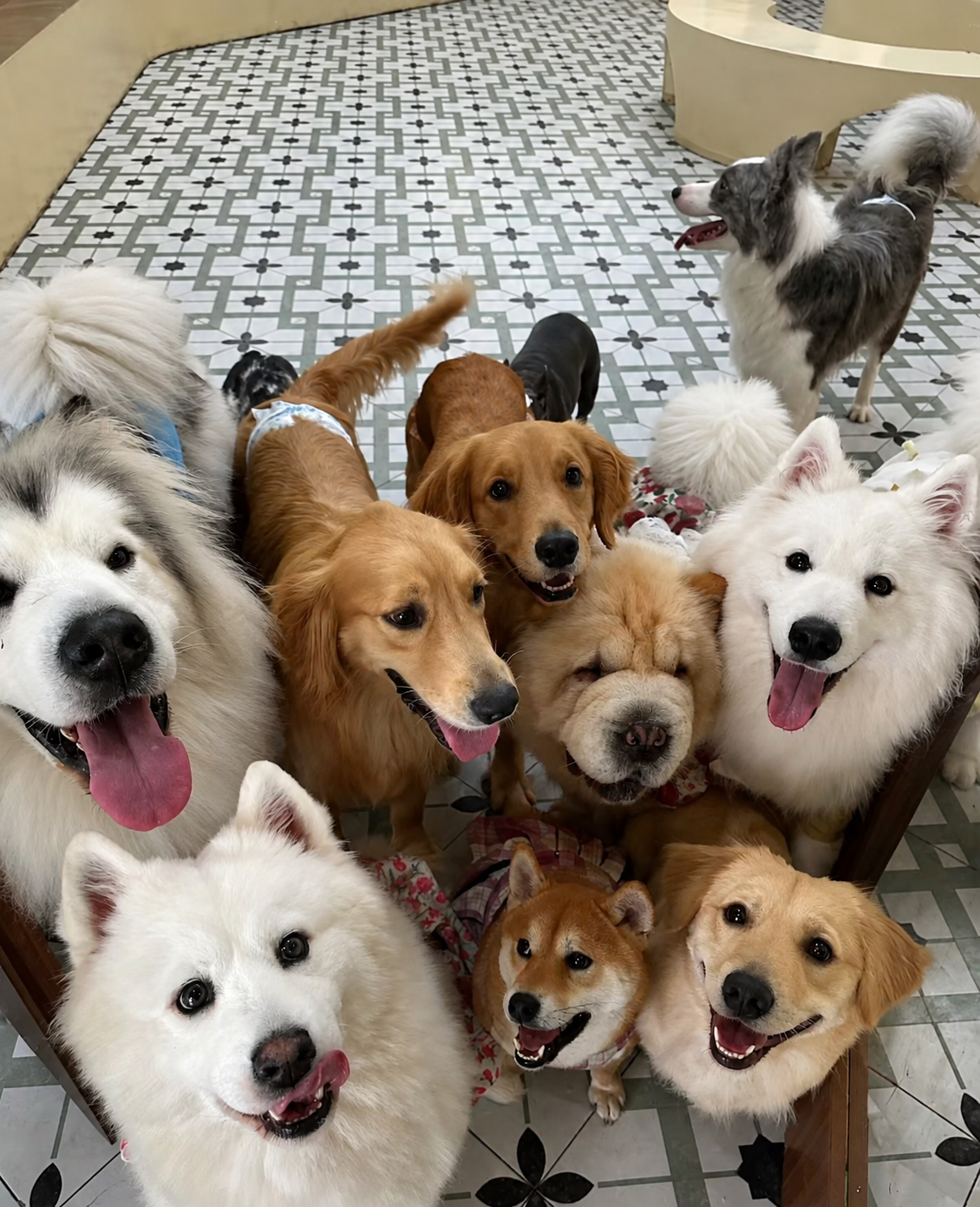 Mixing Crystal Wellness & Personalized Jewelry: A New Trend In Pet Parent Culture