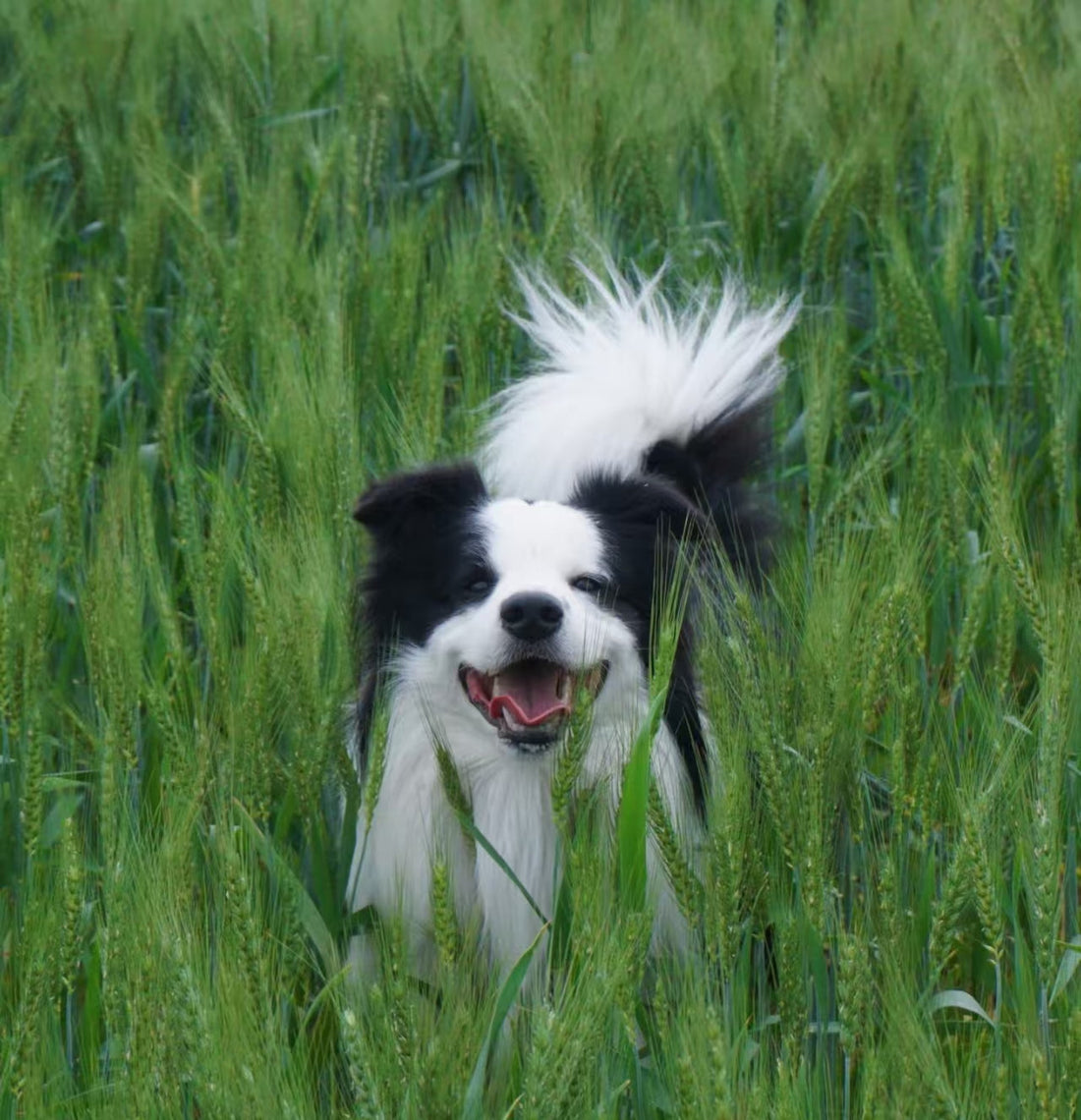 What Makes Solid Silver the Ideal Metal for Pet Jewelry