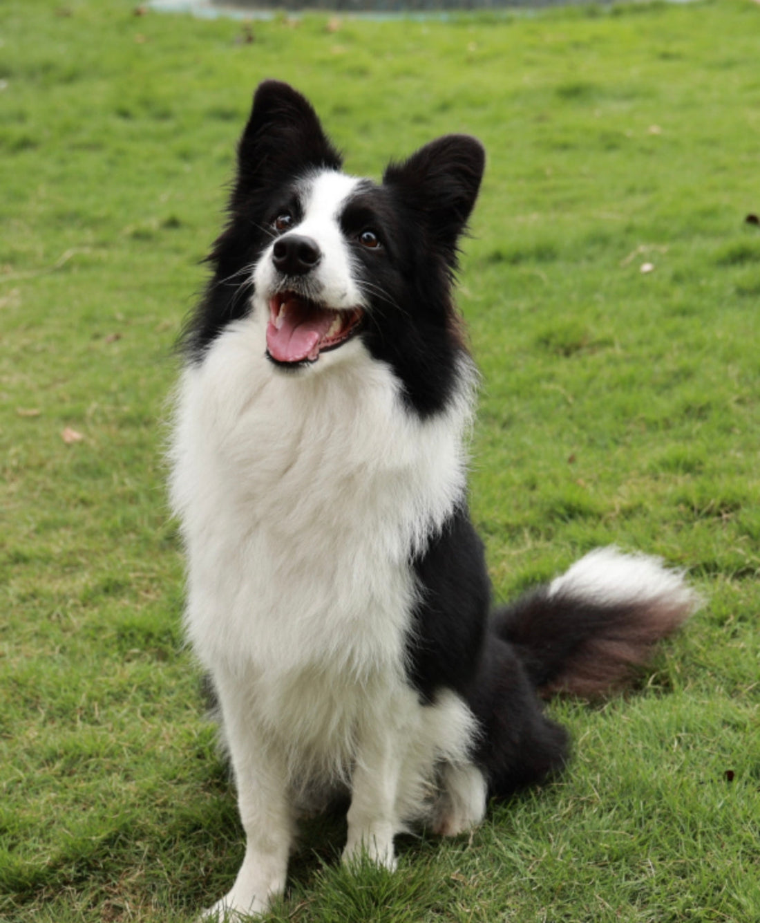 Is a Crystal Necklace Safe for Pets? 8 Things to Know Before Buying