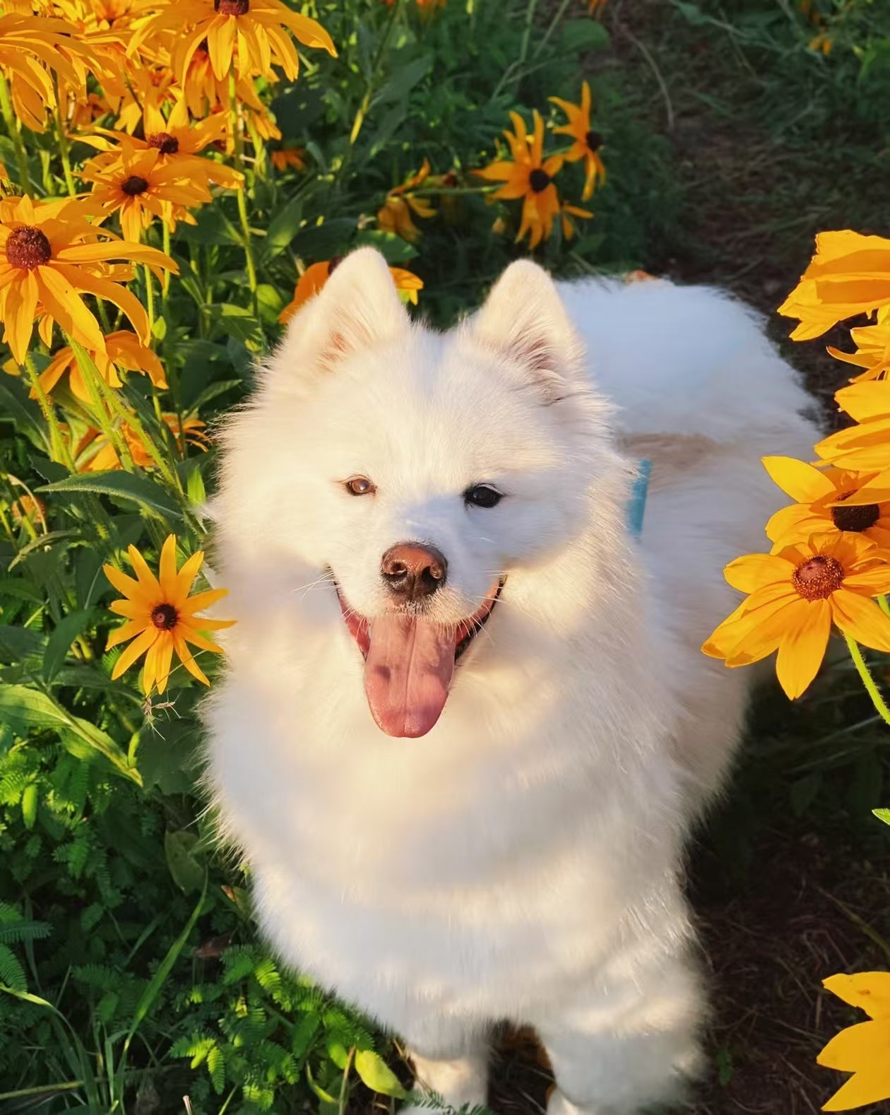 Why Custom Pet Silver Jewelry Is The Most Cherished Pet Keepsake