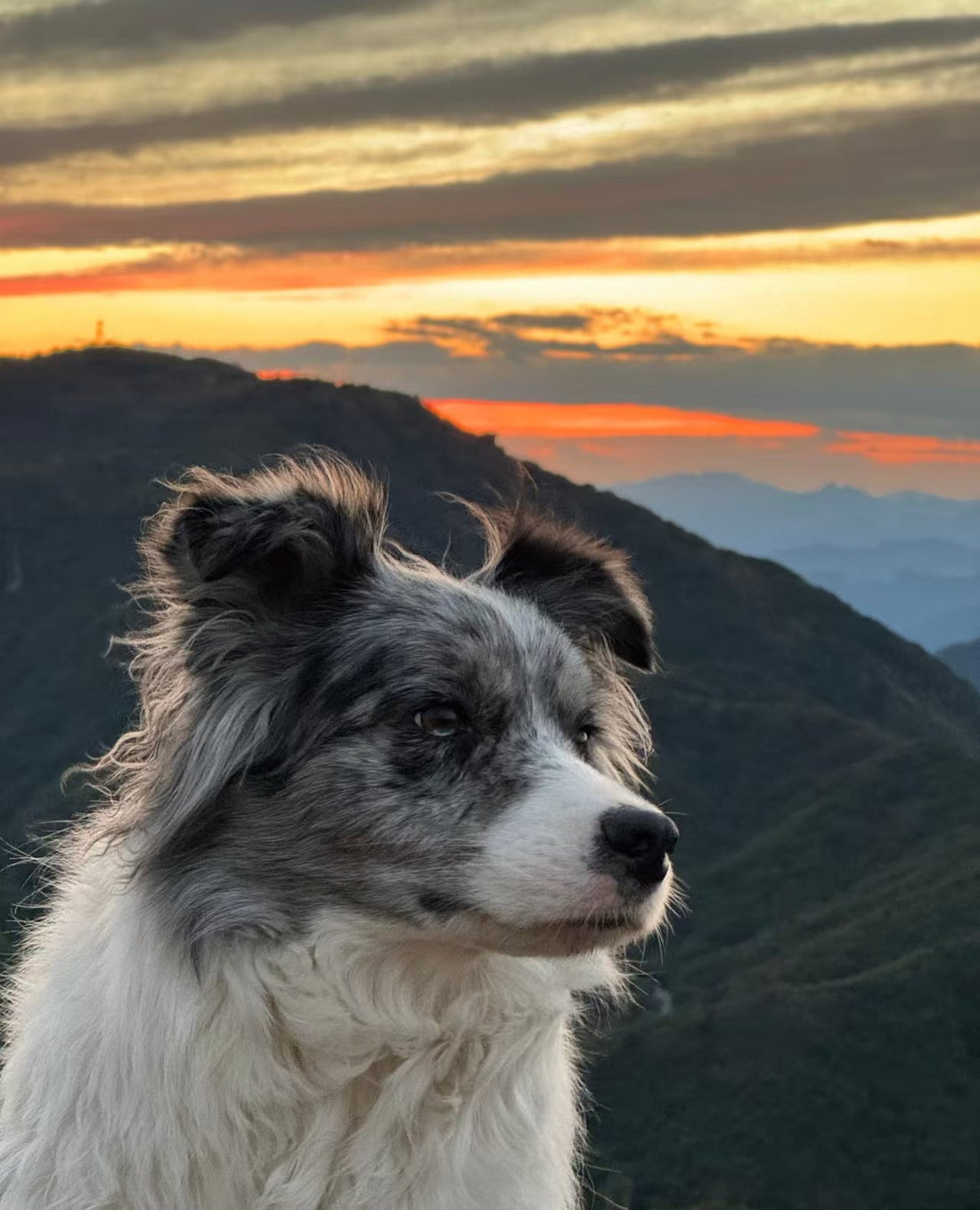 How Crystal Pet Jewelry Fits Different Pet‑Owner Lifestyles