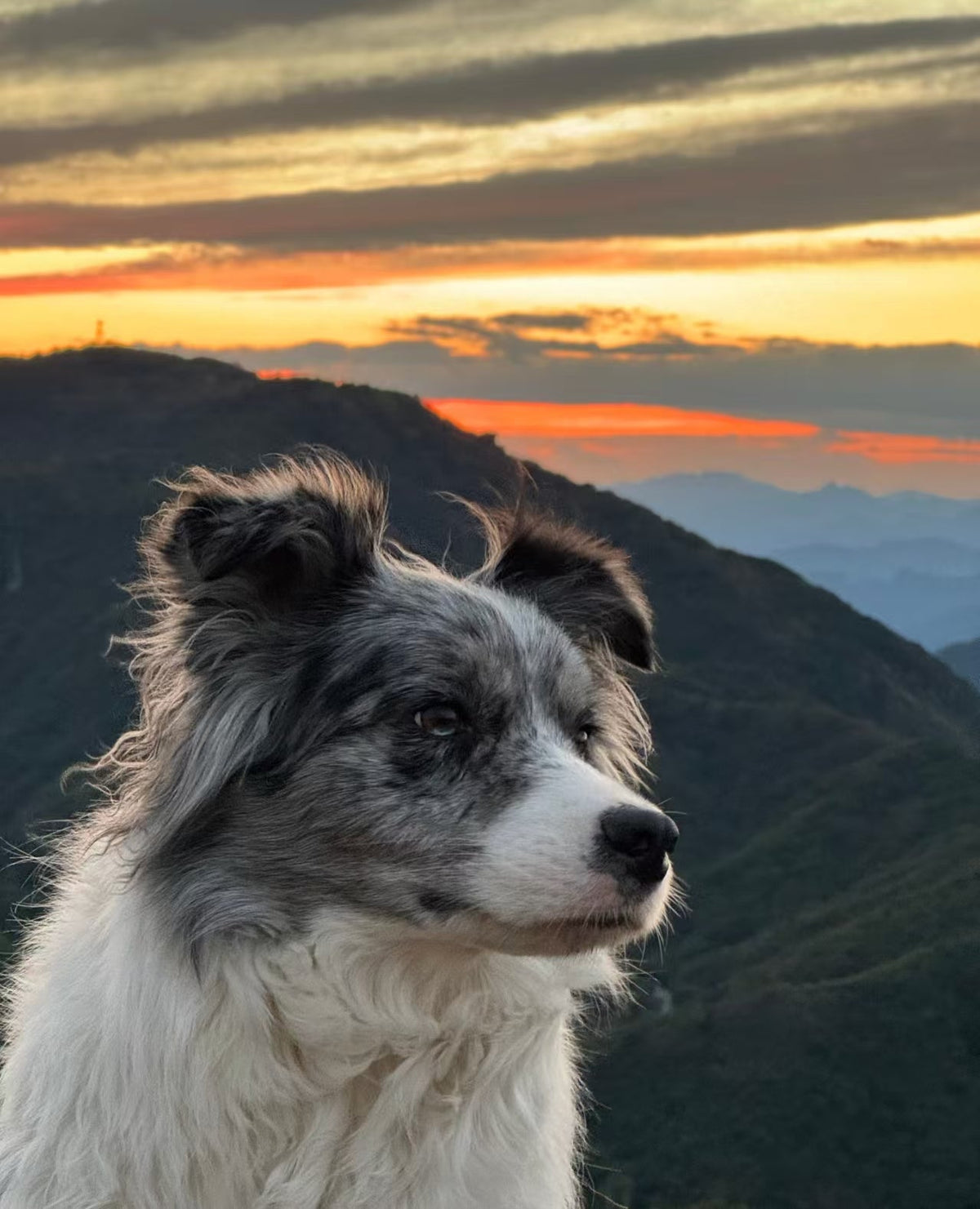 How Crystal Pet Jewelry Fits Different Pet‑Owner Lifestyles