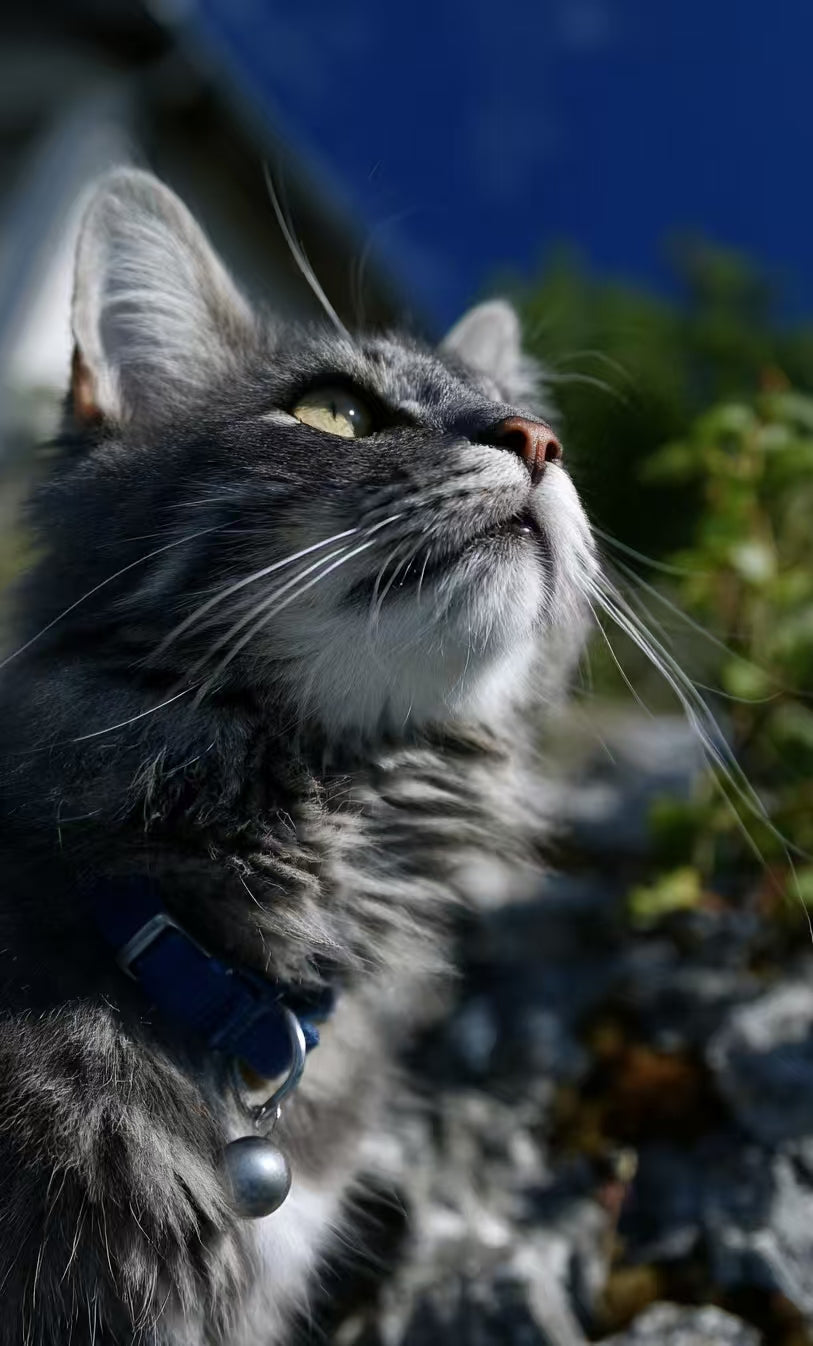 Bonding Moments: How Decorative Pet Jewelry Deepens Human‑Pet Connection
