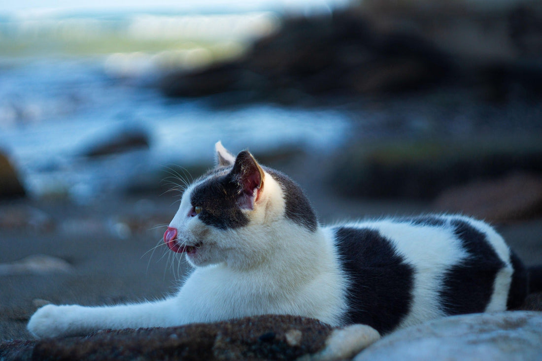 Why Pet Crystal Accessories Are Trending: Benefits, Safety & Healing Effects