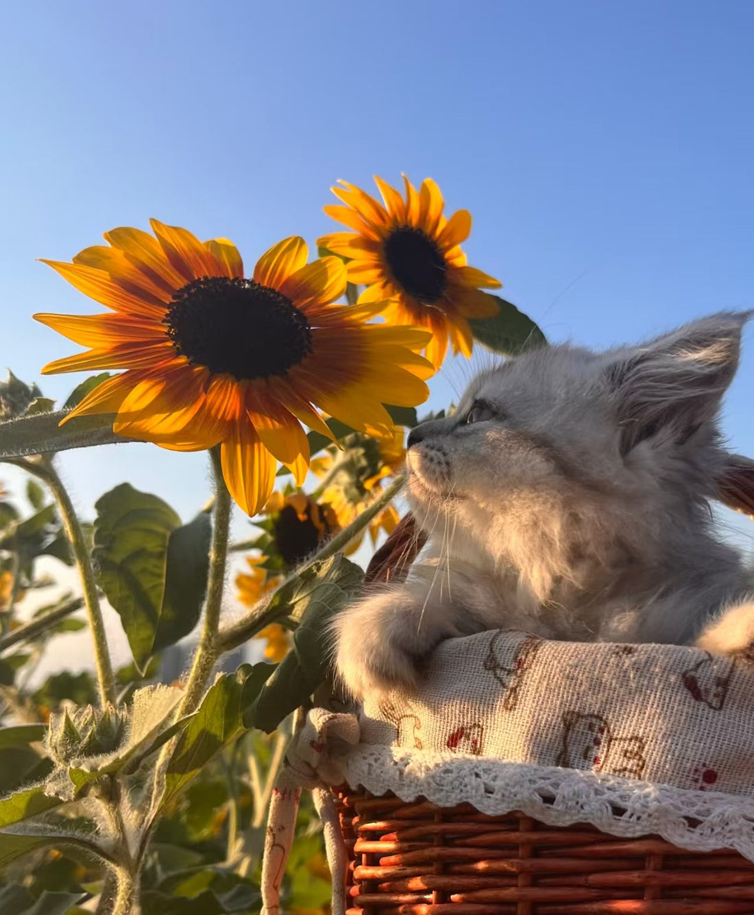 The Stories Behind Hand‑Designed Pet Accessories