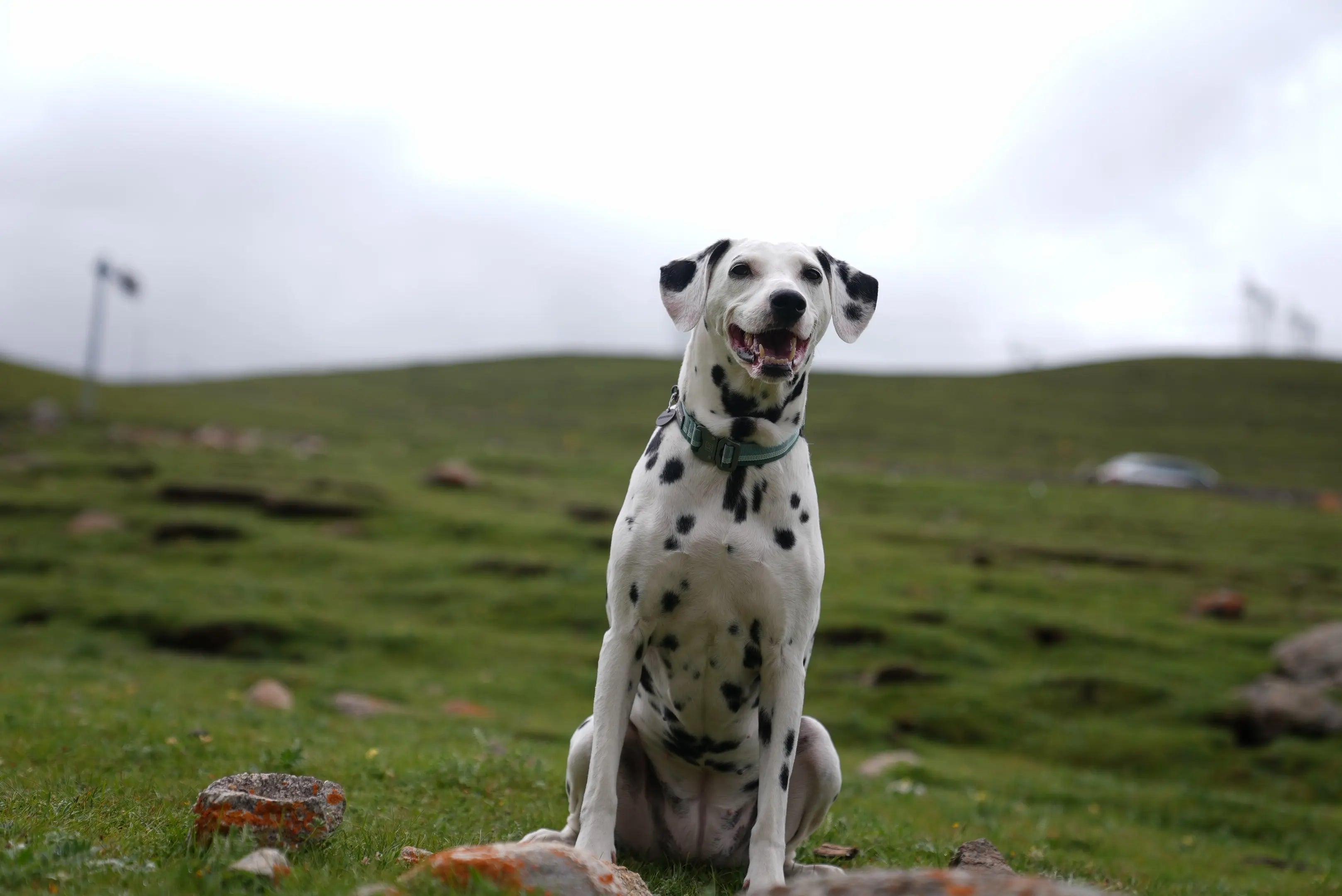4 Healing Crystals That Benefit Your Pet’s Emotional Health