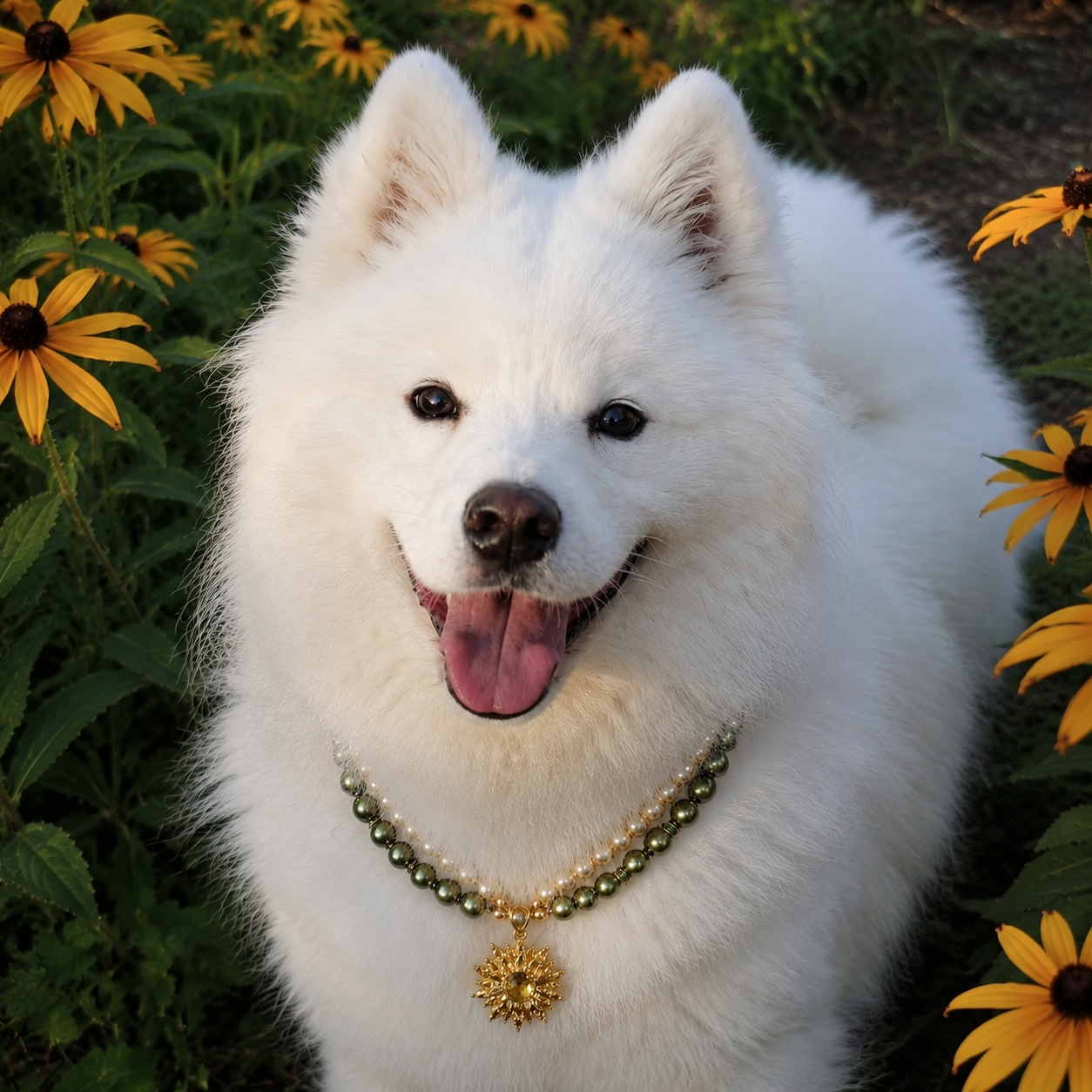 Sunny Companion Collection