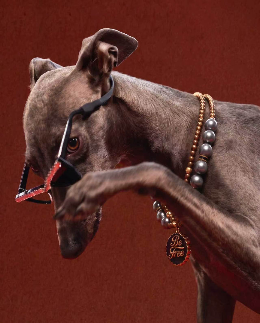 Whippet wearing a Brave & Unleashed dog necklace with pearl-effect beads and statement medal