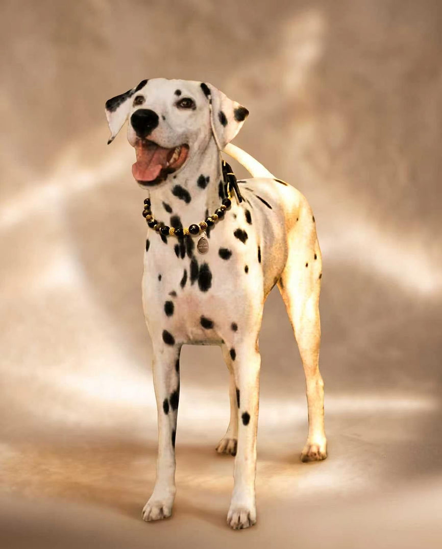 Dog wearing a natural crystal and gemstone dog collar from GleamPet
