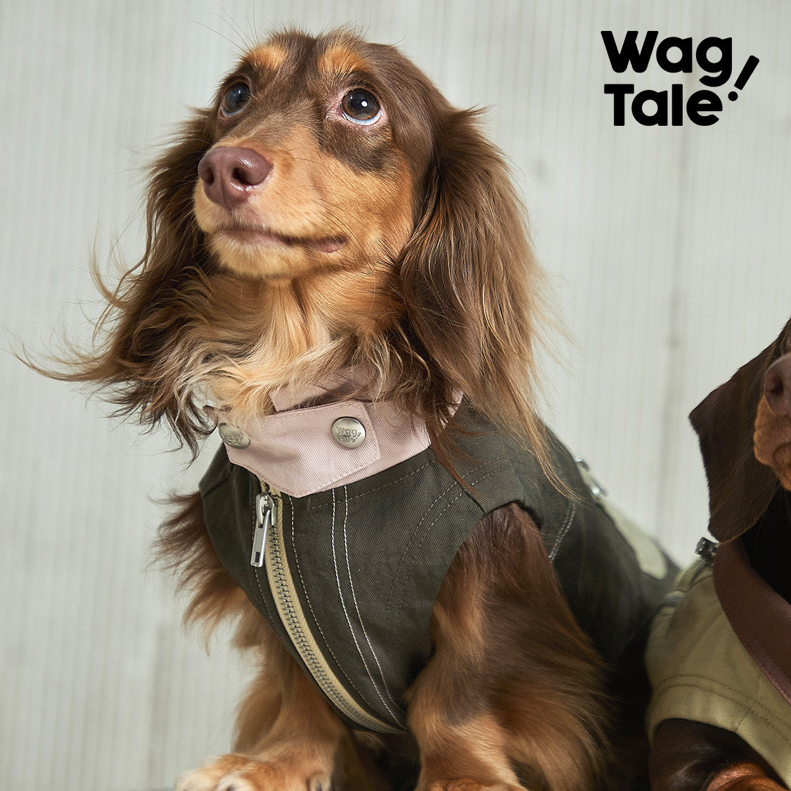 Product photo: Trailblazer Field Jacket — Stand-Collar Utility Dog Jacket.