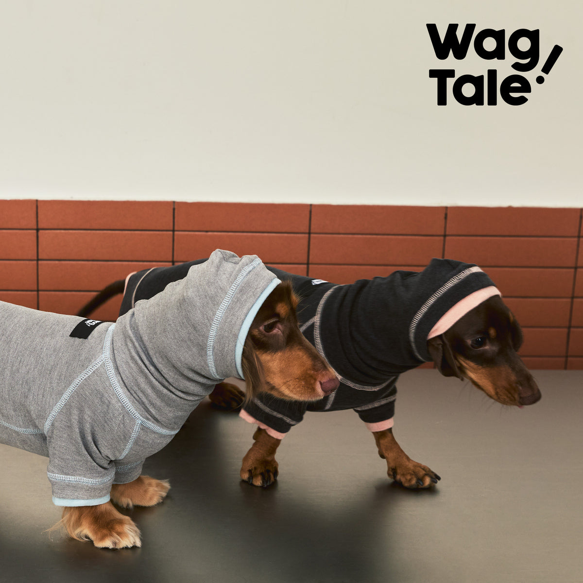Product photo: Cloud Static Ease — Anti-Static Thermal Base-Layer Dog Suit.