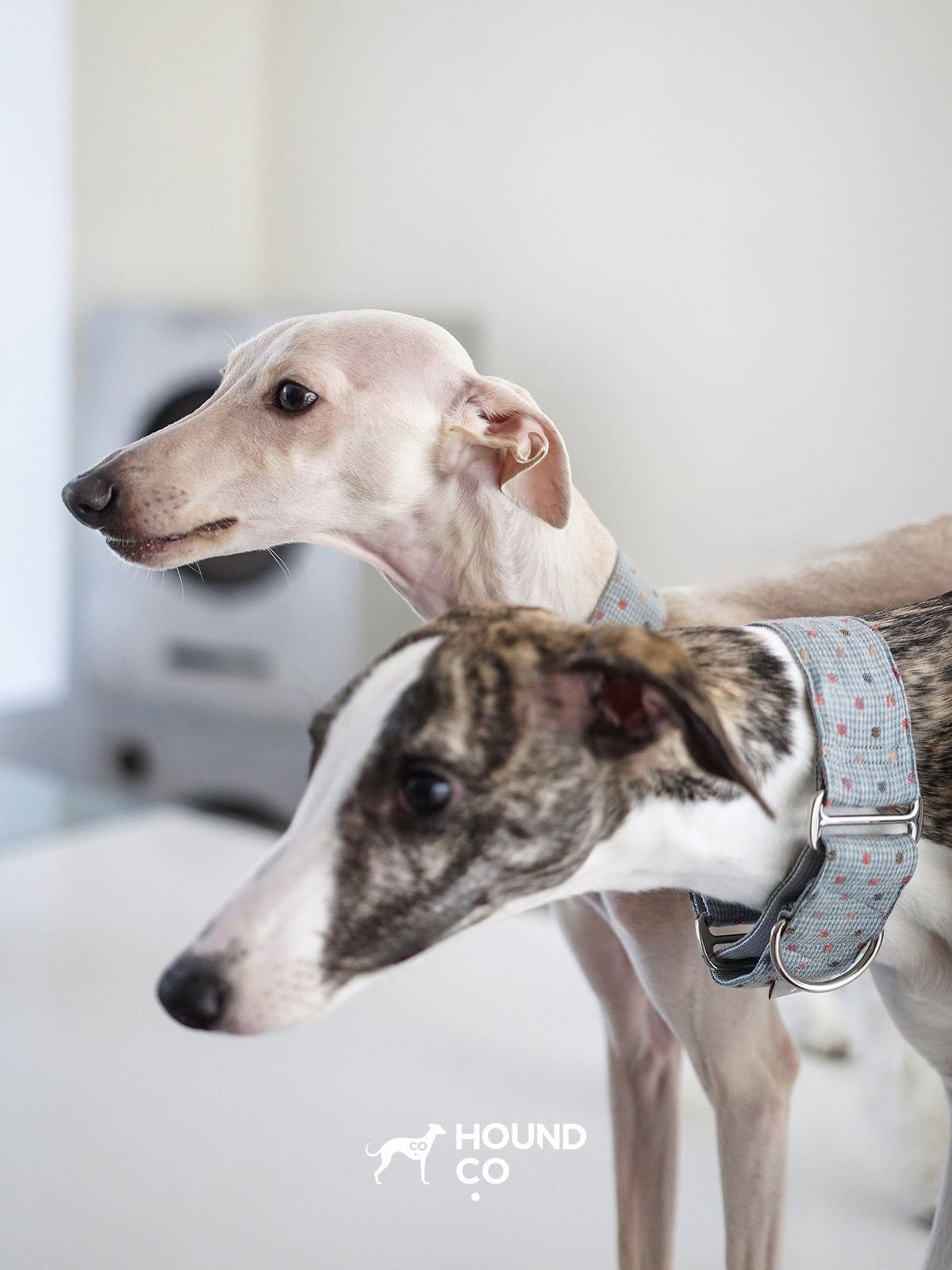 Product photo: Polka Dot — Martingale Dog Collar.