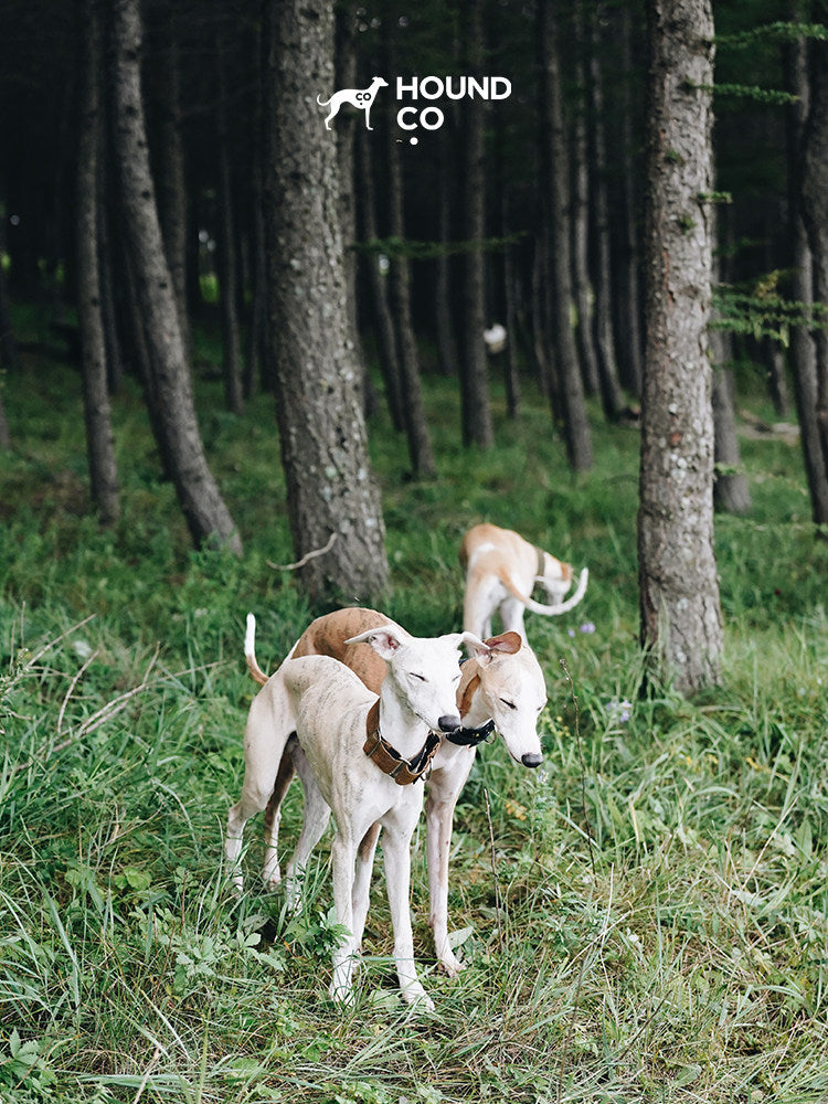 Product photo: Pinewood — Brown Martingale Dog Collar.