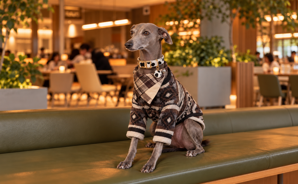 Dog wearing a coordinated outfit