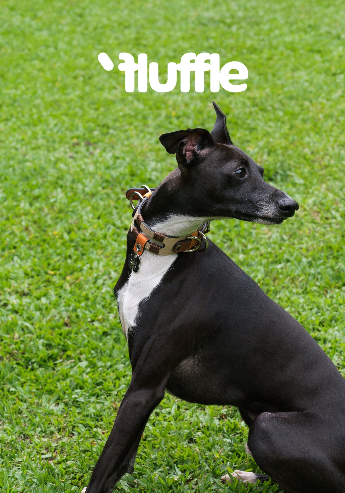 Black dog wearing a Baroque cutout collar on grass