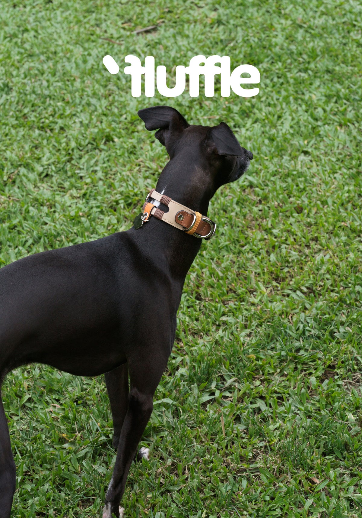 Rear view of a black dog wearing a cutout leather collar outdoors