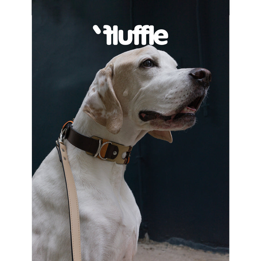 White dog wearing a brown and cream cutout leather collar