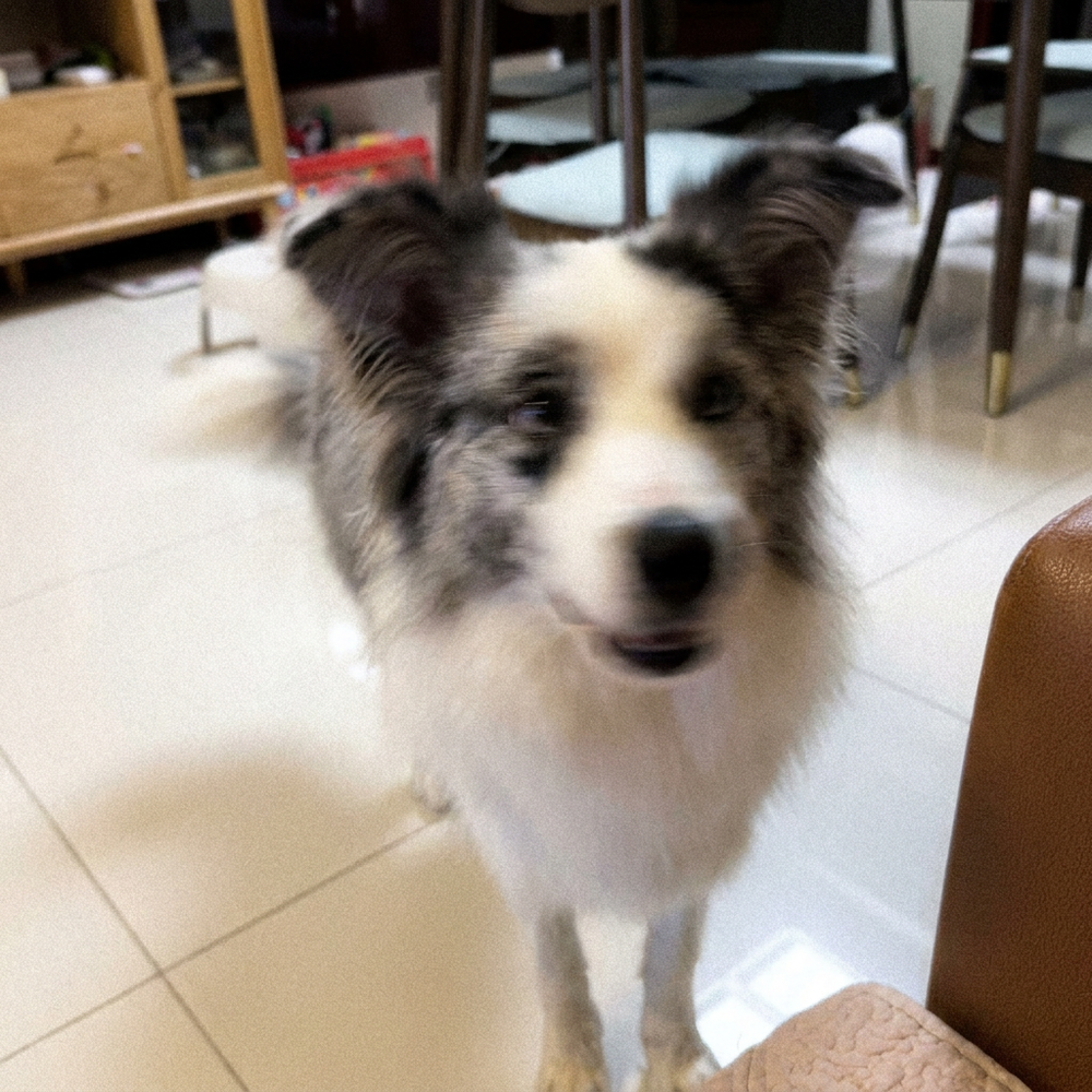 Blue merle Border Collie standing beside a chair on a tiled floor indoors, facing the camera.