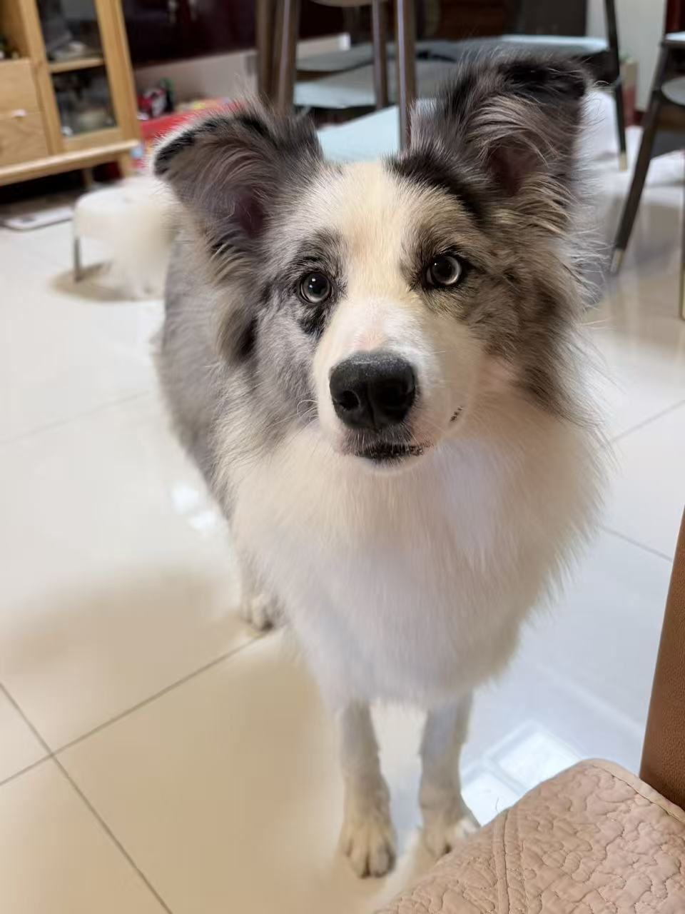 Blue merle Border Collie standing on a tiled floor indoors, looking at the camera with ears raised.