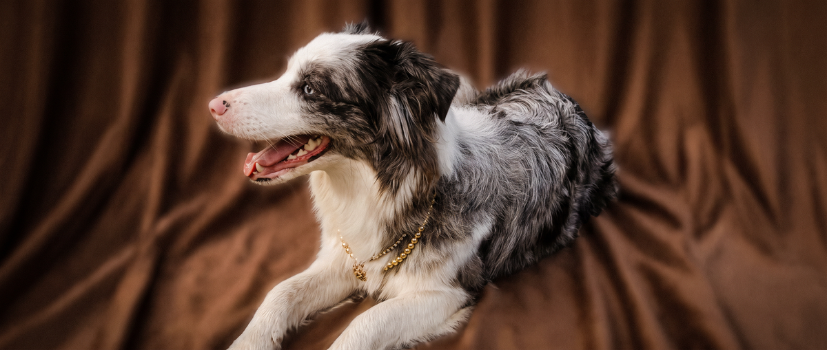 Border Collie wearing a layered gold-tone pet necklace with a pendant, resting on brown draped fabric.
