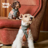 Brushed Color-Block Dog Jacket Vest, Wild Green & Orange color