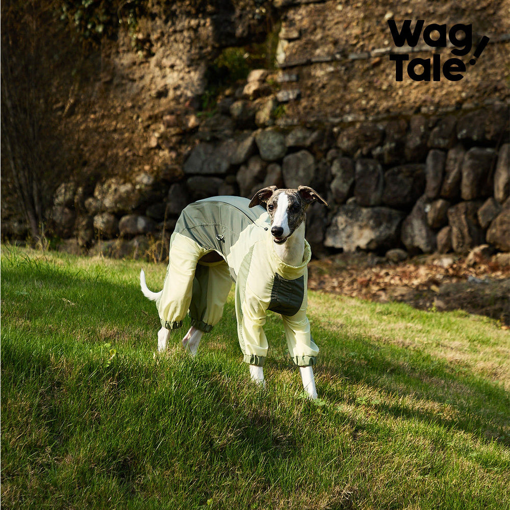 Cicada Wing Ultralight Waterproof Dog Jacket, product photo