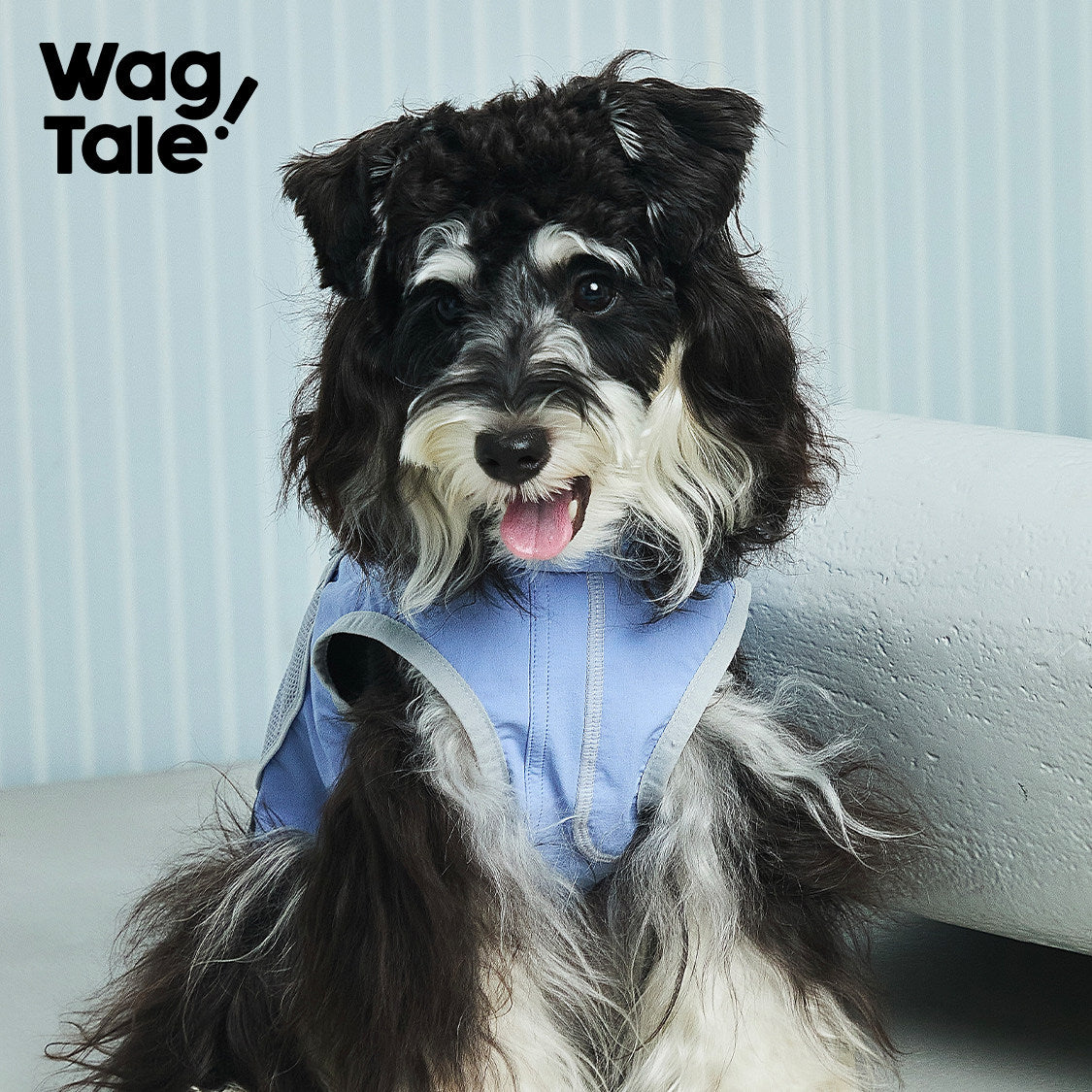 City Jungle 2.0 Color-Block Utility Dog Shirt, Blue Valley color