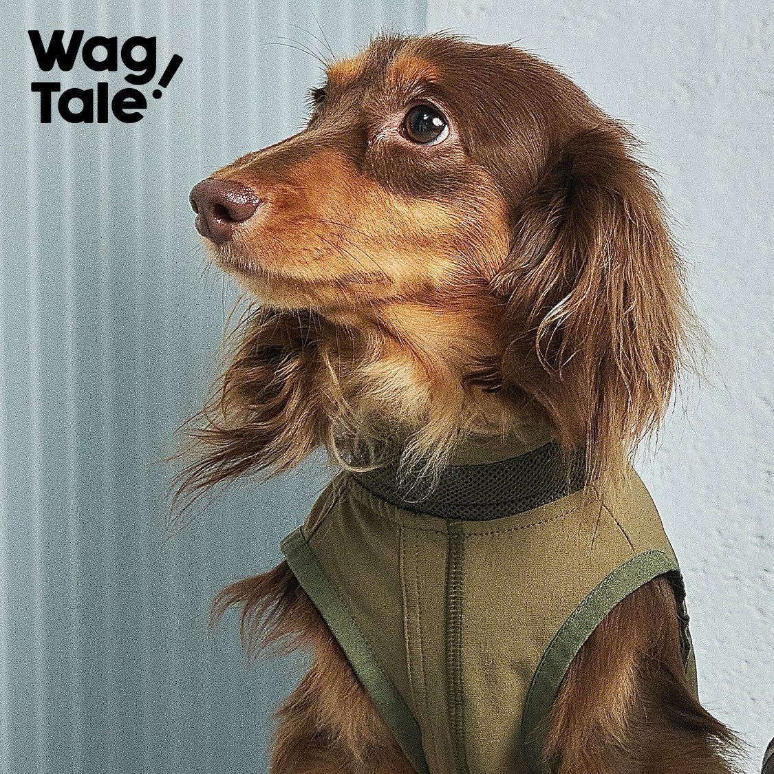 City Jungle 2.0 Color-Block Utility Dog Shirt, Rust color