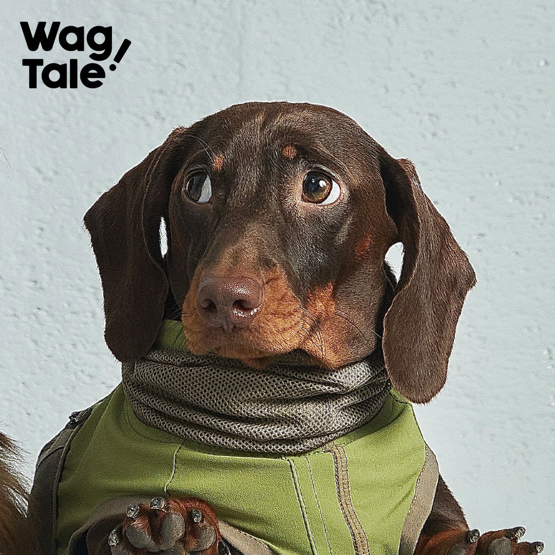 City Jungle 2.0 Color-Block Utility Dog Shirt, Wildwood color