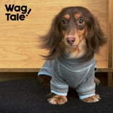 Cloud Anti-Static Thermal Base-Layer Dog Suit, Gray-Blue Color Block color