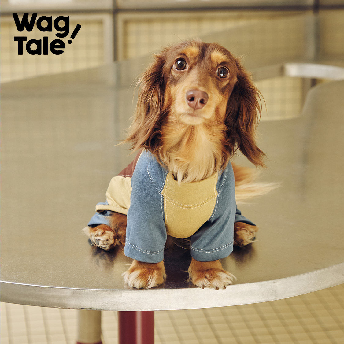Cloud Cooling Stretch Dog Suit, Vintage Film color