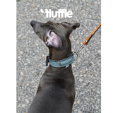 Gray dog wearing a dusty blue braided leather collar outdoors