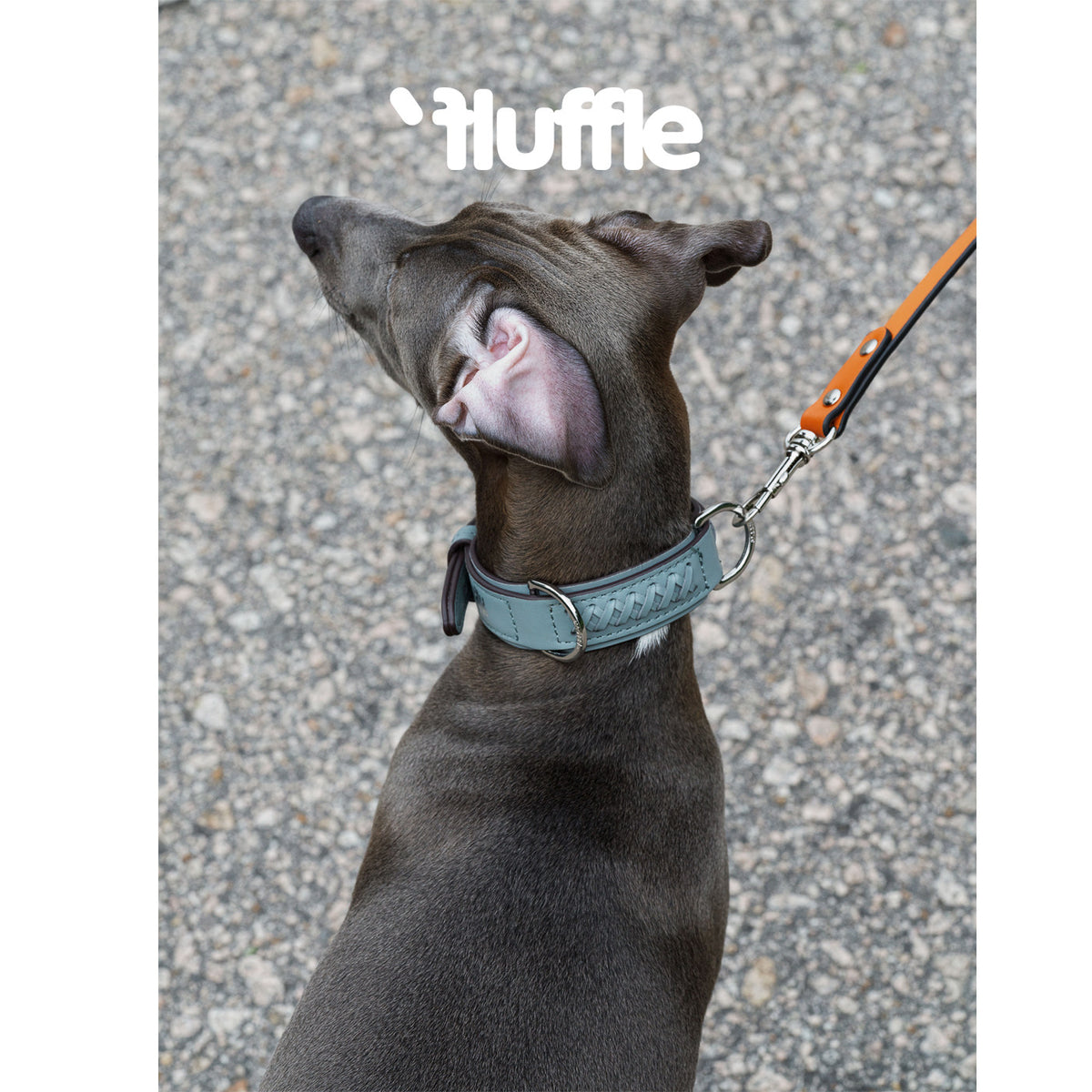 Gray dog wearing a dusty blue braided leather collar outdoors