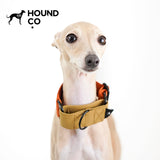 Explore Martingale Dog Collar dog product view 05