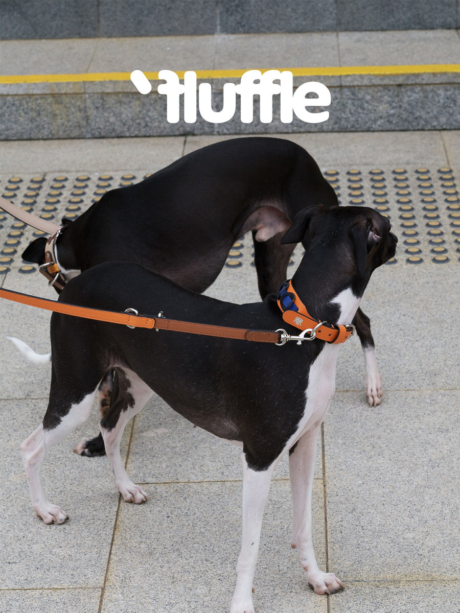 Orange and midnight blue dog collar