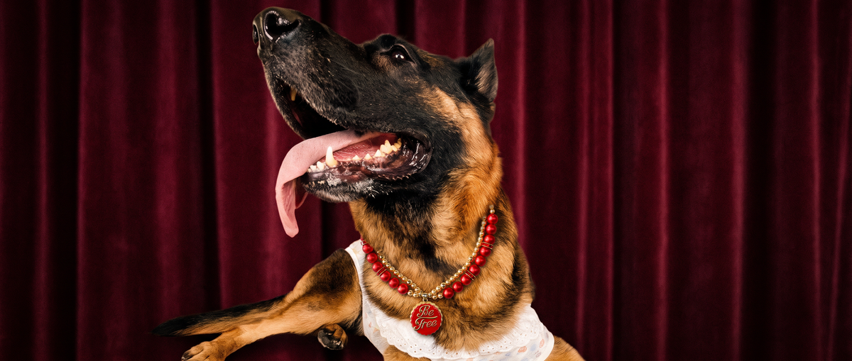 German Shepherd wearing a red pearl-effect pet necklace with gold-tone details against a burgundy velvet backdrop.