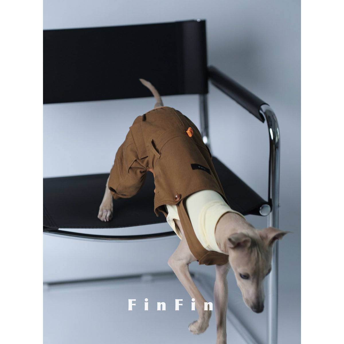 Dog in brown utility overalls stepping down from a chair.