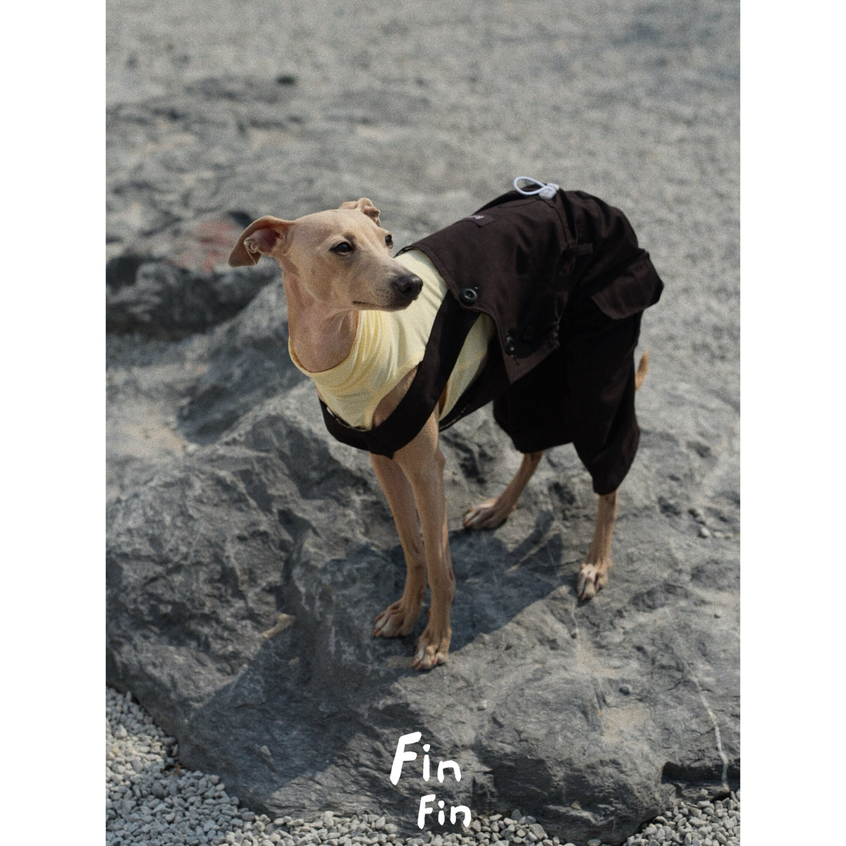 Dog wearing black utility overalls over a cream shirt outdoors.