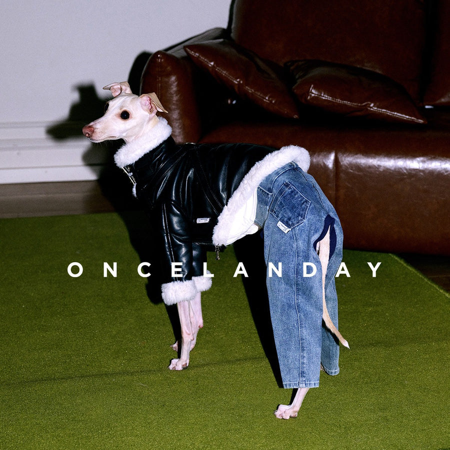 Dog wearing a black fluffy-trim jacket with blue jeans.