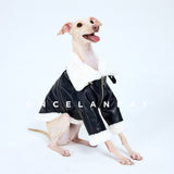 Seated dog in a black biker jacket with white fluffy trim.