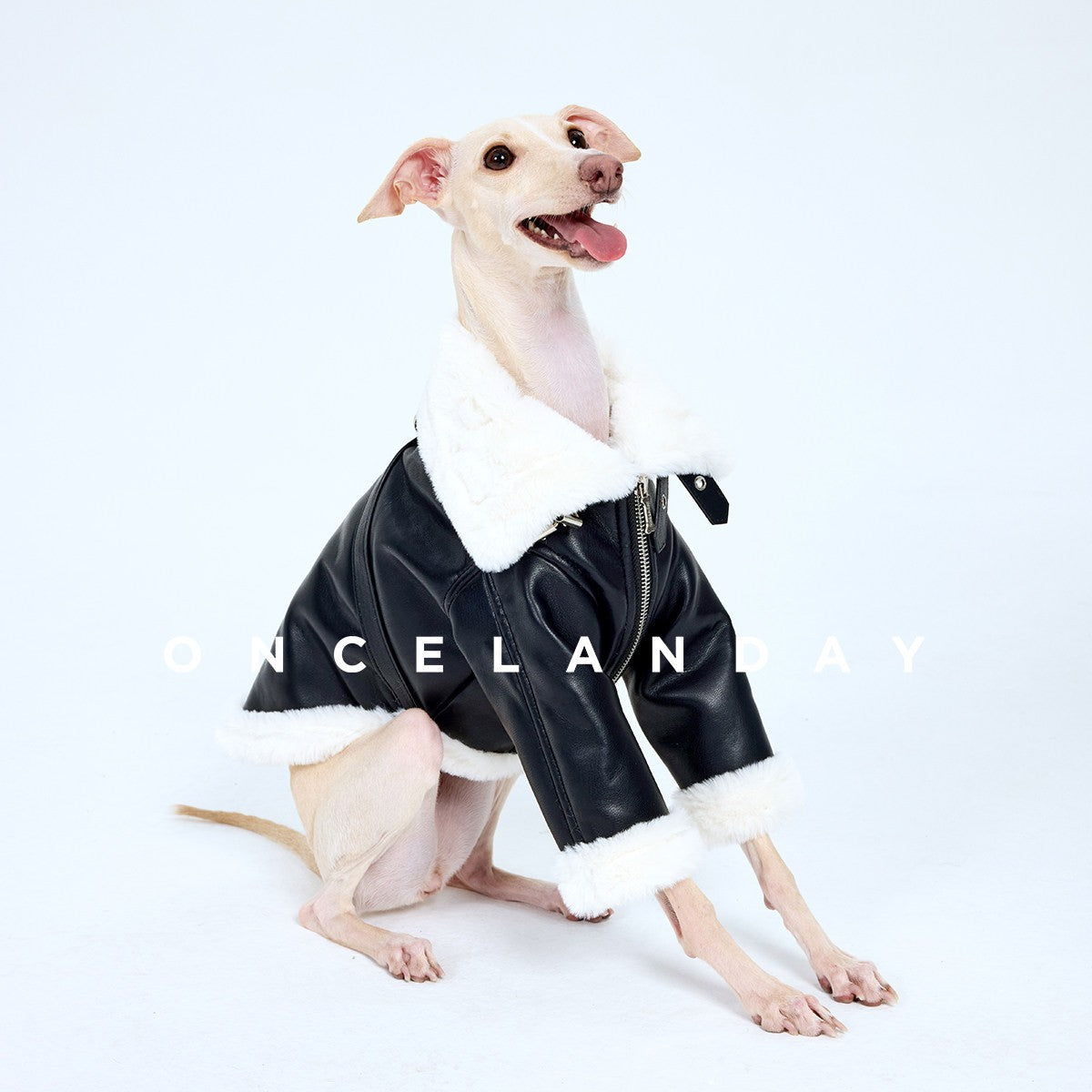 Seated dog in a black biker jacket with white fluffy trim.