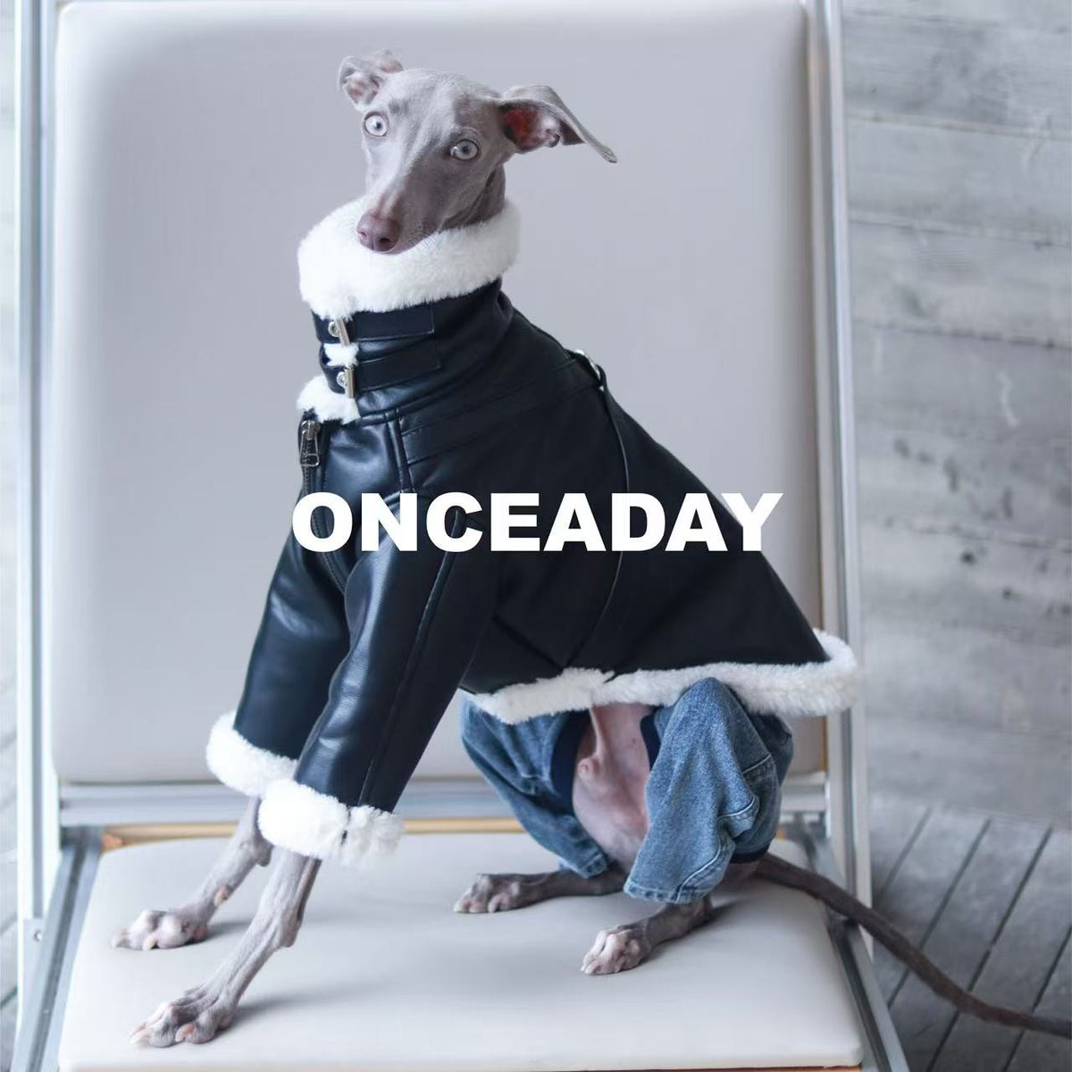 Dog wearing a black biker jacket and blue jeans on a chair.