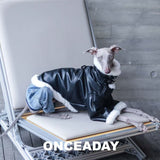 Dog reclining in a black biker jacket with white trim.
