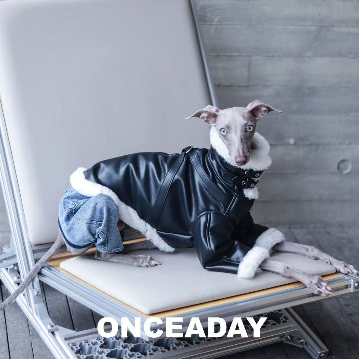 Dog reclining in a black biker jacket with white trim.