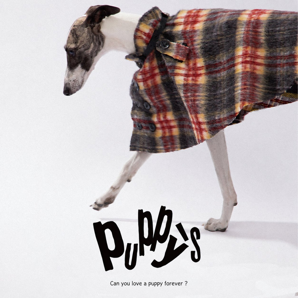 Side view of a plaid cape on a slender dog.
