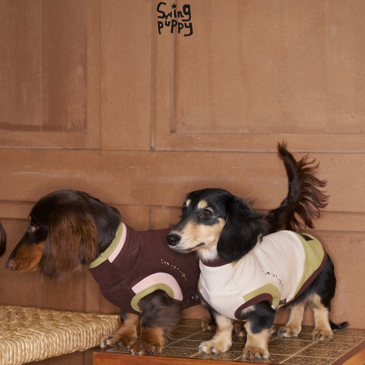 Dachshunds wearing brown and cream tops with pastel trim.